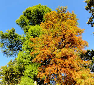 Herbstspaziergang durch den Schlosspark