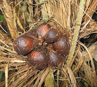 Snake Fruit - Schlangenfrucht am Baum
