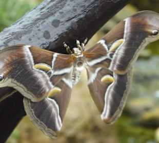 Schmetterlingspark von Benalmádena Mariposario 