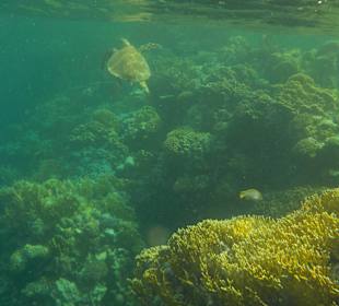 Schnorcheln Hausriff Tulip Resort Marsa Alam 