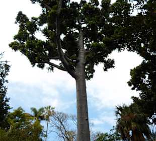 Im Jardín de aclimatación de La Orotava