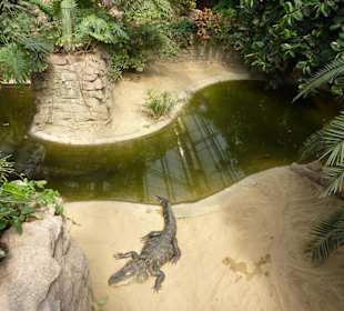 Hechtalligator Terrarium