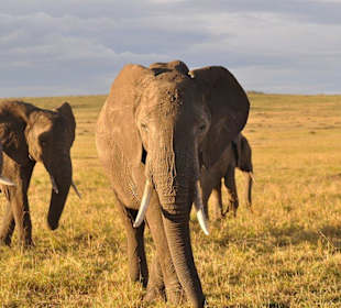Elefanten - Masai Mara