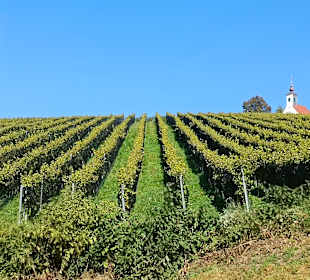 Weingärten mit Theresienkapelle