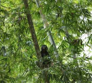 Brillenlangur Khao Sok NP