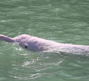 Pink Dolphin