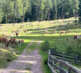 Besichtigung Avelengo / Hafling