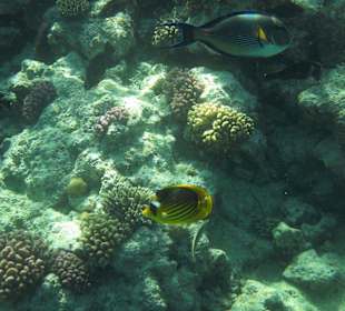 Fische am Hausriff im Dez, 2011