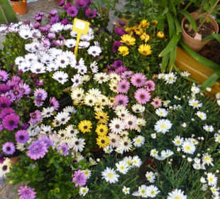 Marktbesuch in Loulé