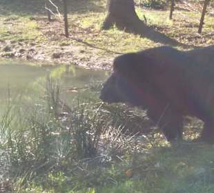 Der Braunbär