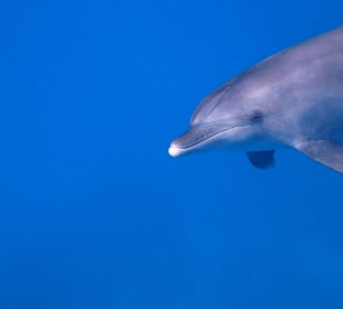 Schwimmen mit Delfinen