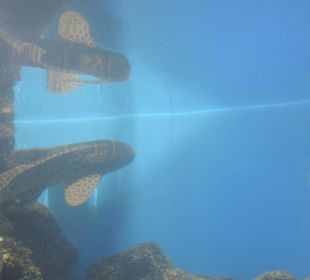 Im Aquarium unterwegs
