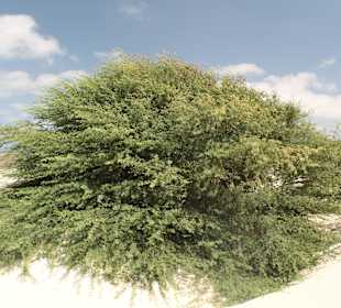 Akazie in der Wüste