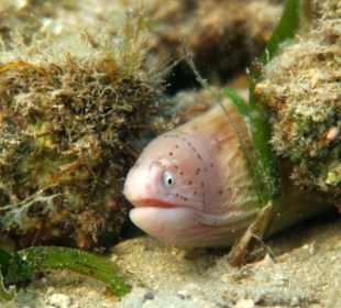 Schnorcheln Marsa Alam