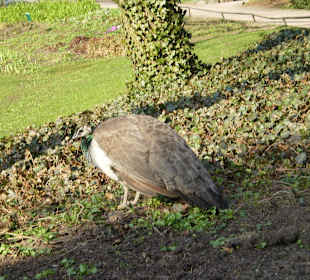 Łazienki Królewskie