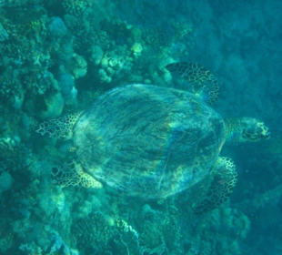 Wasserschildkröte unter Wasser