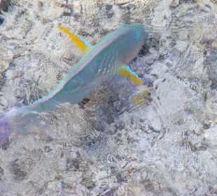 Fisch