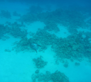 SimSim Rotes Meer Mai 2017