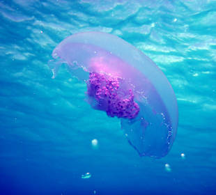 Schnorcheln Makadi Bay