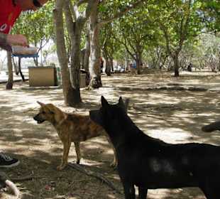 Nusa Dua Beach Standhunde