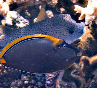 Schnorcheln Hurghada