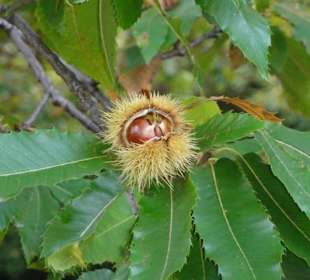 Kastanienerlebnisweg in Völlan