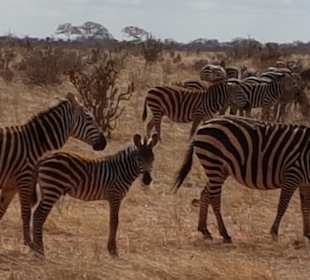 Tsavo Ost und West Safari