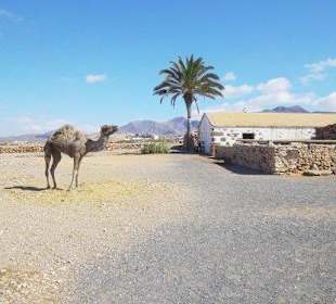 La Alcogida. Camello