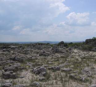 Steinwald