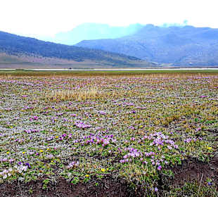 Cotopaxi Nationalpark