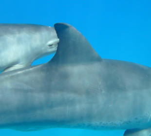 Delfin Ausflug mit MO