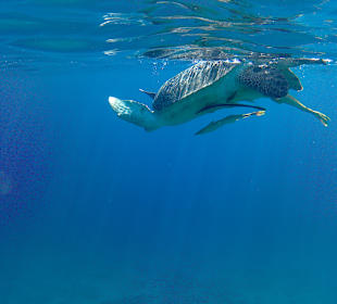 Schnorcheln Marsa Alam