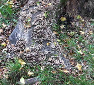 Wandern um die Rauber Ruine