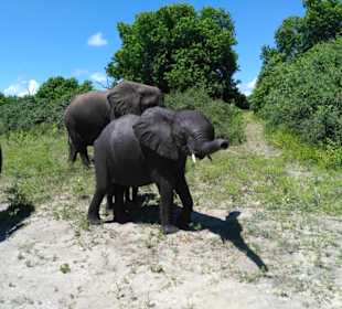 Elefanten im Chobe Nationalpark