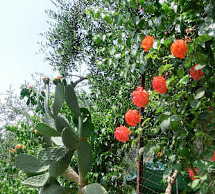 Wunderschöne Vegetation