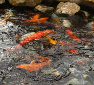 Koi Karpfen