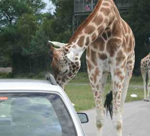 Serengeti Park Hodenhagen