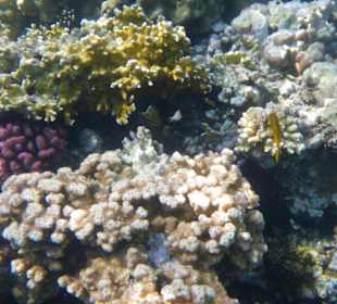 Schönes intaktes Riff