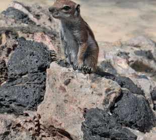 Ausflug über dem Strand