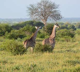 Tsavo West Nationalpark