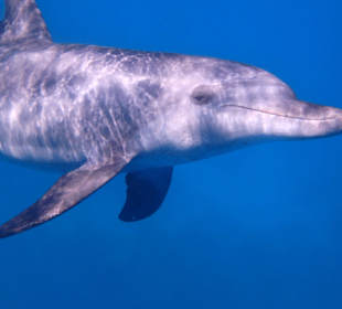 Schwimmen mit Delfinen