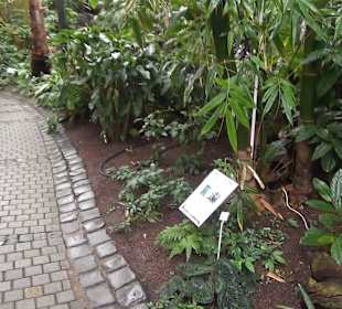 Tropicarium - Feuchte Tropen
