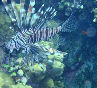 Feuerfisch