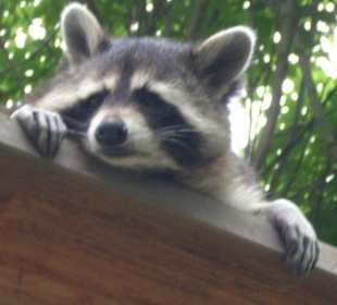 Ein süßer Waschbär