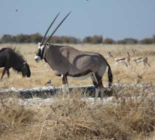 Ausflug in den Etosha Park