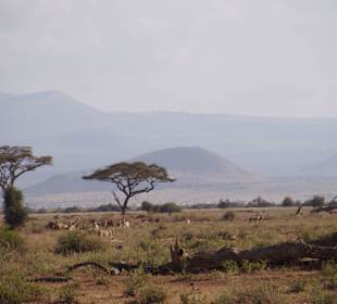 Geparden in der Ferne