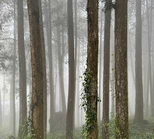 Alishan National Forest