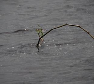 Meeting of the Waters, Amazonas Rio Negro