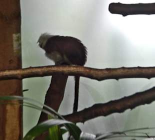 Tierpark Hellabrunn - Welt der Affen