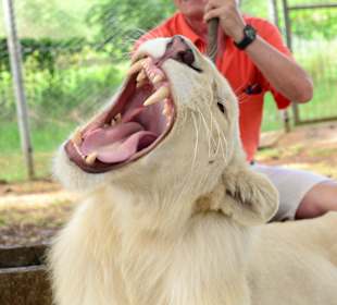 Besuch des Casela Wildparks